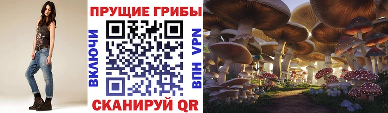 купить  сайты  Куйбышев  Псилоцибиновые грибы Psilocybine cubensis 